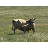 Image 3 : H&K Ranch - 590# October Delivery Steer Calves - 100 Head (Hilda, AB)