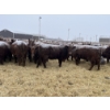 Image 4 : Mahlon Bear - 11 Red Heifers (Pen 510 - 512)