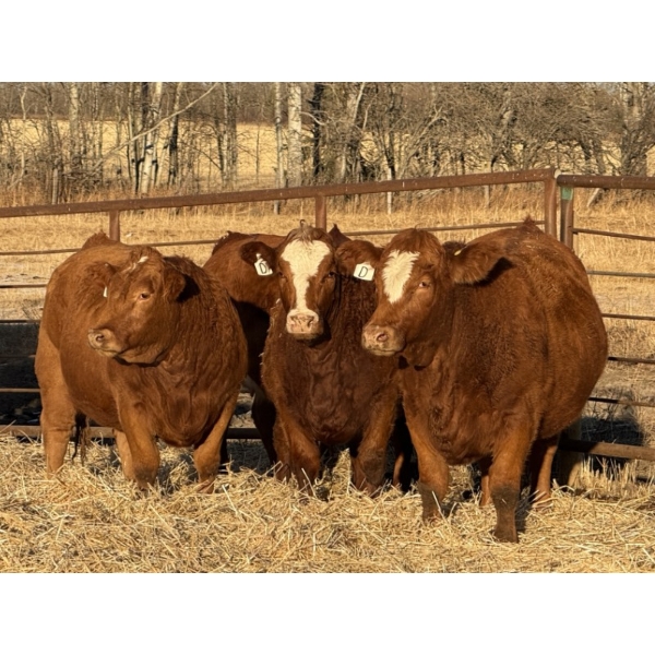 Marcinek Cattle Company - 6 RBF Simm/Angus X Bred Heifers (Condor, AB)