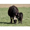 Image 4 : Copperfield Farming - 7 BBF 1st Calf Pairs (Vauxhall, AB)
