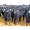 Image 8 : D & N Livestock - 740# March/April Delivery Steers - 160 Head (Peebles, SK) VBP+
