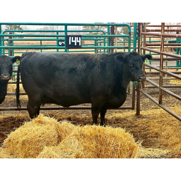 Chico Ranches - 1 Head 7-Year-Old Cow (Pen 144)