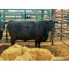 Image 1 : Chico Ranches - 1 Head 7-Year-Old Cow (Pen 144)