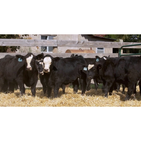 Pozko Cattle Company Ltd. - 700# October Delivery Steer Calves - 8 Head (Creston, BC)