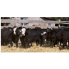 Image 1 : Pozko Cattle Company Ltd. - 700# October Delivery Steer Calves - 8 Head (Creston, BC)