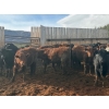 Image 7 : Guichon Creek Ranch - 725# March Delivery Steers - 70 Head (Westwold, BC)