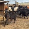 Image 4 : Idaho Dairies/Ranches - 40 Cows (Burley, ID)
