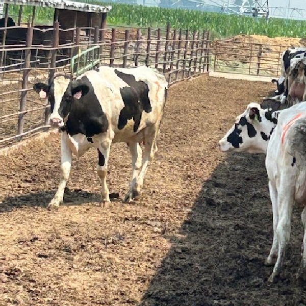 Idaho Dairies - 11 Holstein Cows (Burley, ID)