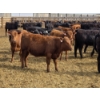 Image 2 : M.S. MacLean Livestock - 10 BBF/RBF/Red Replacement Heifers (Coaldale, AB)