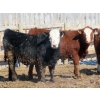Image 5 : Little Rainbow Ranch - 725# March Delivery Steers - 84 Head (Moosomin, SK)