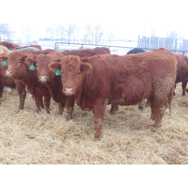Ranahan Ranch - 975# February Delivery Open Heifers - 38 Head (Wapella, SK)
