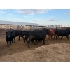 Image 10 : Chipping Hill Cattle Co. - 975# September Delivery Steers - 126 Head (MacGregor, MB)