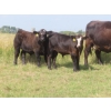 Image 10 : Pleasant Vista Farms - 675# October Delivery Steer Calves - 90 Head (Peebles, SK)