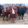 Image 2 : Ranahan Ranch - 945# February Delivery Yearling Steers - 14 Head (Wapella, SK)