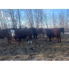 Image 3 : Chris Bartel - 900# March Delivery Steers - 66 Head (Fort Vermilion, AB)