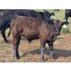Image 4 : Garvin Kostal - 625# November Delivery Steer Calves - 95 Head (Spring Valley, SK)