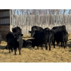 Image 3 : Kristjanson Farms - 775# February Weaned Steers - 25 Head (Foam Lake, SK)