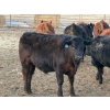 Image 6 : Justin Tateson - 960# March Delivery Steers - 65 Head (Scandia, AB)