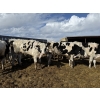 Image 2 : CS Livestock - 950# Holstein Steers - 18 Head (Rimbey, AB)