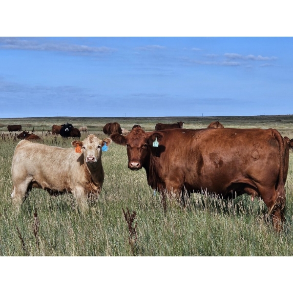 Bruce & Derek Christensen - 670# November Delivery Heifer Calves - 80 Head (Rainier, AB)