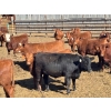 Image 3 : Elkwater Farming Co. - 840# May Delivery Heifers - 72 Head (Irvine, AB)