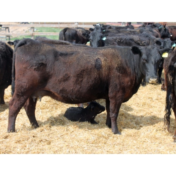 South Ridge Simmentals - 12 Black 1st & 2nd Calf Pairs (Monarch, AB)