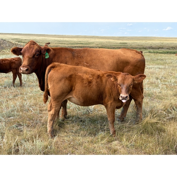 Colter Malloy - 525# November Delivery Heifer Calves - 100 Head (Pollockville, AB)