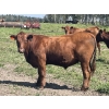 Image 5 : Lone Star Cattle Co. - 1040# Sept/Oct Delivery Grass Steers - 390 Head (Buck Lake, AB)