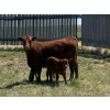 Image 2 : J-J Ranching - 43 Red/RBF 1st Calf Pairs (Manyberries, AB)