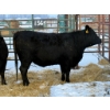 Image 2 : Lance Schelske - 3 Heifers (Pen 156) *Later Bred*