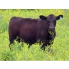 Image 9 : Spring View Ranch Ltd. - 610# November Delivery Steer Calves - 80 Head (Beaubier, SK)