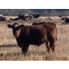 Image 2 : Red Deer River Ranches - 575# November Steer Calves - 85 Head (Sundre, AB)