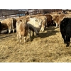 Image 5 : Rusty Ridge Cattle Co. Ltd. - 930# January Weaned Steers - 110 Head (Bowden, AB)