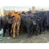 Image 3 : Poplarview Stock Farm - 1050# November Delivery Grass Steers - 116 Head (Pipestone, MB)