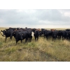 Image 5 : McDougald Ranch Ltd. - 820# August Delivery Grass Heifers - 75 Head (Maple Creek, SK)