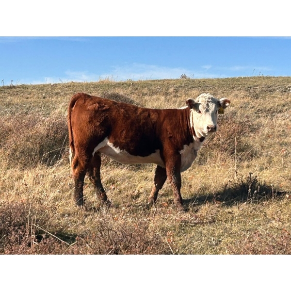 Monty & Corey Arendt - 480# October Delivery Heifer Calves - 84 Head (Maple Creek, SK)