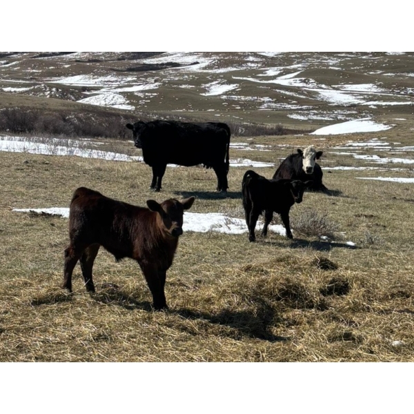 Birch Lake Ranch & W1 Ranching - 550# October Delivery Steer Calves - 100 Head (Medicine Hat, AB)
