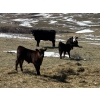 Image 1 : Birch Lake Ranch & W1 Ranching - 550# October Delivery Steer Calves - 100 Head (Medicine Hat, AB)