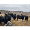Image 5 : Lost River Farming - 1000# April Delivery Steers - 305 Head (Allan, SK) VBP+