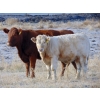 Image 7 : Ugly Head Feeders - 675# November Steer Calves - 75 Head (Killam, AB)