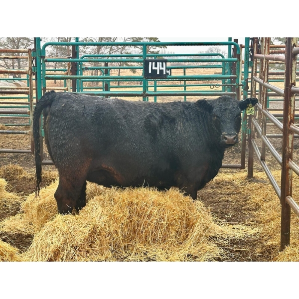 Chico Ranches - 1 Heifer (Pen 144)