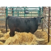 Image 1 : Chico Ranches - 1 Heifer (Pen 144)