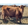 Image 9 : Black Powder Cattle Company - 36 Red & Black X Pairs (Oxbow, SK)