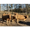 Image 3 : Winchester Cattle Co. - 14 Tan/TWF February Calving Bred Heifers (Leslieville, AB)