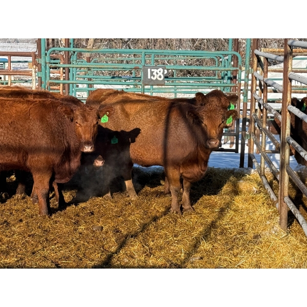 Daniel & Kim Doerksen - 8 Second Calvers (Pen 138)