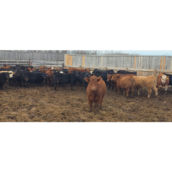 South Island Farms - 900# March Delivery Steers - 135 Head (Bow Island, AB)