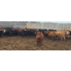 Image 1 : South Island Farms - 900# March Delivery Steers - 135 Head (Bow Island, AB)
