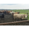 Image 6 : Cunningham Cattle Co. - 1675# Grain Fed Cows - 72 Head (Sundre, AB)