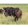 Image 6 : Pleasant Vista Farms - 675# October Delivery Steer Calves - 90 Head (Peebles, SK)