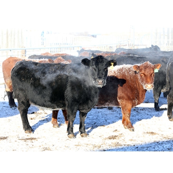 Right Cross Ranch - 1400# Open Cows - 42 Head (Kisbey, SK)